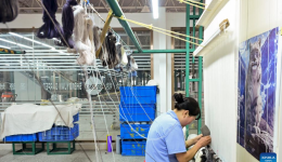 Traditional handicrafts of Tibetan carpet weaving inject momentum into rural revitalization in NW China