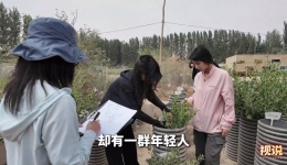 这群年轻人，把青春种进了沙漠里