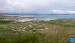 Wetland scenery near Mapam Yumco Lake in China's Xizang