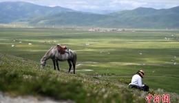 Maqu, Gansu: The Ecological Beauty of the Plateau Wetland