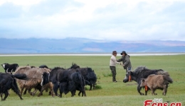 Exploring growing yak industry in Ngari Prefecture, Xizang