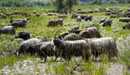 Specialty plateau industries thrive in Xizang's booming economy