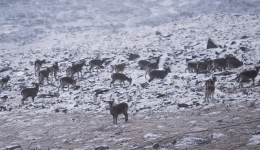 Gut microbiota plasticity helps wildlife adapt on Qinghai-Tibet Plateau