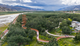 In pics: sea buckthorn forest in China's Xizang