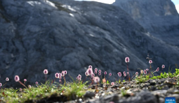 SW China's Yunnan nurtures a wealth of rare alpine plants