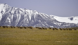 LenstoLens | Wildlife Spectacles: From African Plains to Tibetan Plateaus
