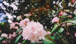 Summertime brings Nyingchi's highland farm to life