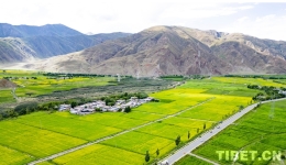Shannan City, Xizang: Rapeseed Flowers in Full Bloom