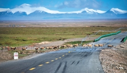 Intelligent tech helps migrating antelopes cross road safely