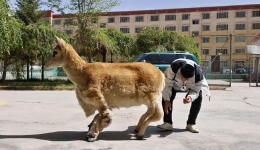 Robotic guardian joins Tibetan antelope herd