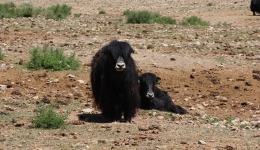 Highland herding meets high tech at smart ranch on snowy plateau