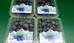 行进中国丨蓝莓“智”在高原