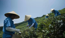 指尖上的香巴拉（第三季）|1500万吨雅安藏茶供高原 解密高原生命之饮