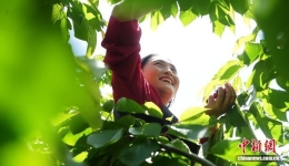 From Wasteland to Orchard: Mailing Fruit Base's 