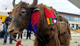 Yak Racing Event of 2025 Dama Festival in Gyangze Masterfully Held