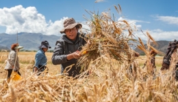 Xizang's rural incomes soar as primary industry value-added rises 105-fold over 60 years