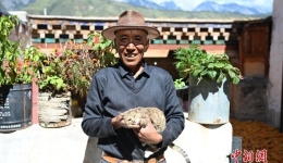 Xiangcheng, Sichuan: Cat Reverence Interwoven into Daily Life