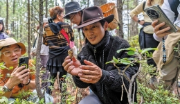 New type of matsutake hunters and traders
