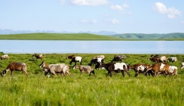 Chinese scientists reveal impact of waterlogging on alpine meadow soil