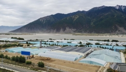 Industries main driving force of rural modernization in Xizang: report