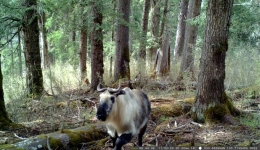 “天空之眼” 守护珍稀生灵：贡杠岭无人机首航发现国家一级保护动物羚牛群