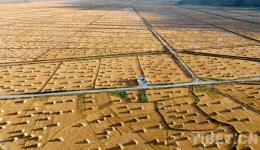 Autumn Harvest to Complete in Xigaze, the 