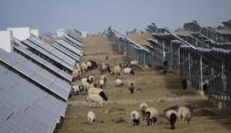 Desert solar panels foster greening, animal husbandry efforts