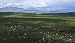 Chinese scientists uncover ecological benefits of moderate grazing