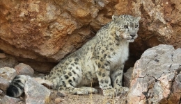 Snow leopards, photographer, herders -- harmonious coexistence of humans and nature on 