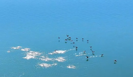 湿地秋语｜生态守护见成效 德令哈尕海湖已成“候鸟乐园”