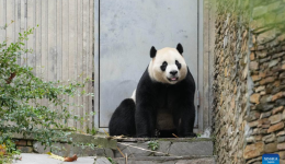 A glimpse of giant pandas at Sichuan bases