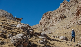 Snow leopard rescue shows China's Sanjiangyuan turning ecological value into responsible action