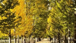 Autumn in Xizang