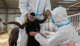 Guinan, Qinghai: Technology Empowers Efficient Breeding of Black Tibetan Sheep