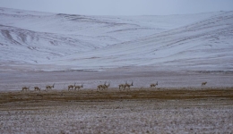 New study reveals snow-ground thermal coupling on Qinghai-Tibet Plateau