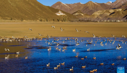 In pics: migratory birds in Lhunzhub County of Lhasa, China's Xizang