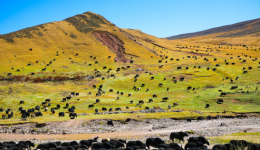 The Autumn Herding Landscape in Awang Township