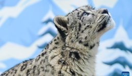 Snow leopard cub rescued regains mobility at Xining Wildlife Park in China's Qinghai