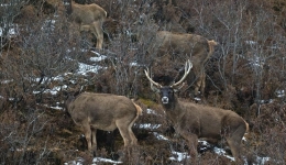 Encountering the White-Lipped Deer in Maizhokunggar