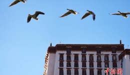 Migratory Birds Arrive in Lhasa, Xizang for Wintering