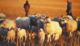 Study shows how moderate grazing boosts grassland productivity