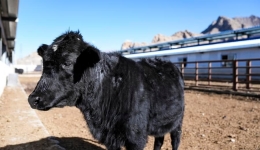 Cloning efforts help save rare Zhangmu cattle breed in Xizang