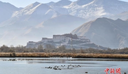 西藏：初冬“拉萨之肺”绘壮美画卷