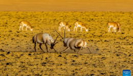 Tibetan antelopes in China's Xizang enter mating season