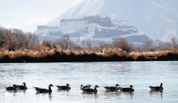 World's highest urban wetland a global model