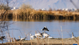 Lhalu Wetland in China's Xizang confirmed as world's highest altitude natural urban wetland