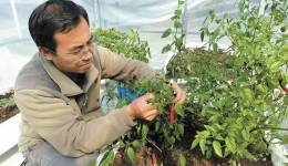 Professor helps high-altitude communities grow fresh vegetables year-round