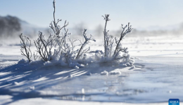 Rime scenery in Qilian County of Haibei Tibetan Autonomous Prefecture, NW China's Qinghai