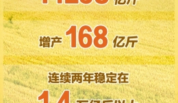 再创历史新高！2025年粮食产量达14298亿斤