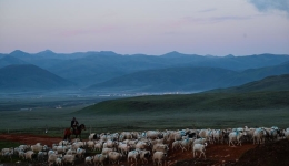 Chinese researchers propose reploughing plan for degraded grasslands on Qinghai-Tibet Plateau